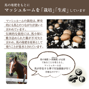 八幡平マッシュルーム1kg 色はおまかせ ／ ジオファーム きのこ 茸 キノコ 料理 