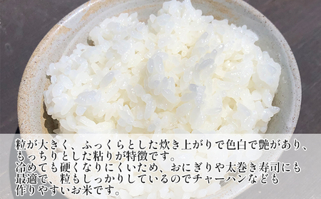 【令和8年産】ふさこがね    白米10kg（5kg×2）【お米こめコメおこめ】千葉県