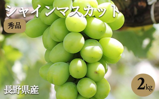 
            氷温貯蔵 長野県産 シャインマスカット 約2kg 秀品 〈2025年11月上旬～12月下旬発送〉| 果物 くだもの フルーツ シャインマスカット ぶどう ブドウ 葡萄 長野県 信州 南信州 飯田市
          