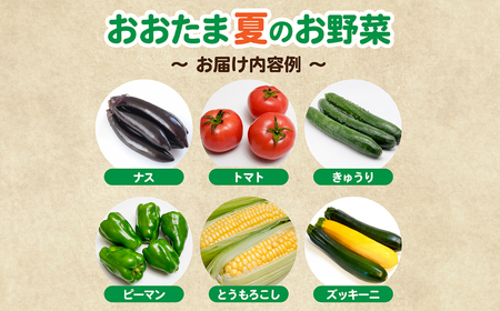【3回定期便】野菜定期便 野菜セット 3ヶ月 3回 （毎回10種類前後発送）