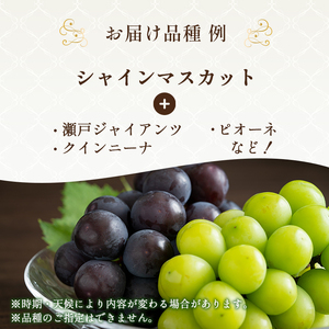 ぶどう詰合せ フルーツ 旬のぶどう シャインマスカット入り ぶどう詰合せ【約2kg 3〜4房】【9月発送】