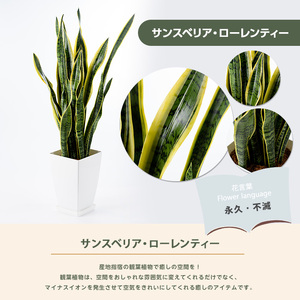 2026年3月上旬～発送【観葉植物】サンスベリア・ローレンティー 75cm～95cm Green Base IB003-003 観葉植物 ※北海道・沖縄・離島配送不可