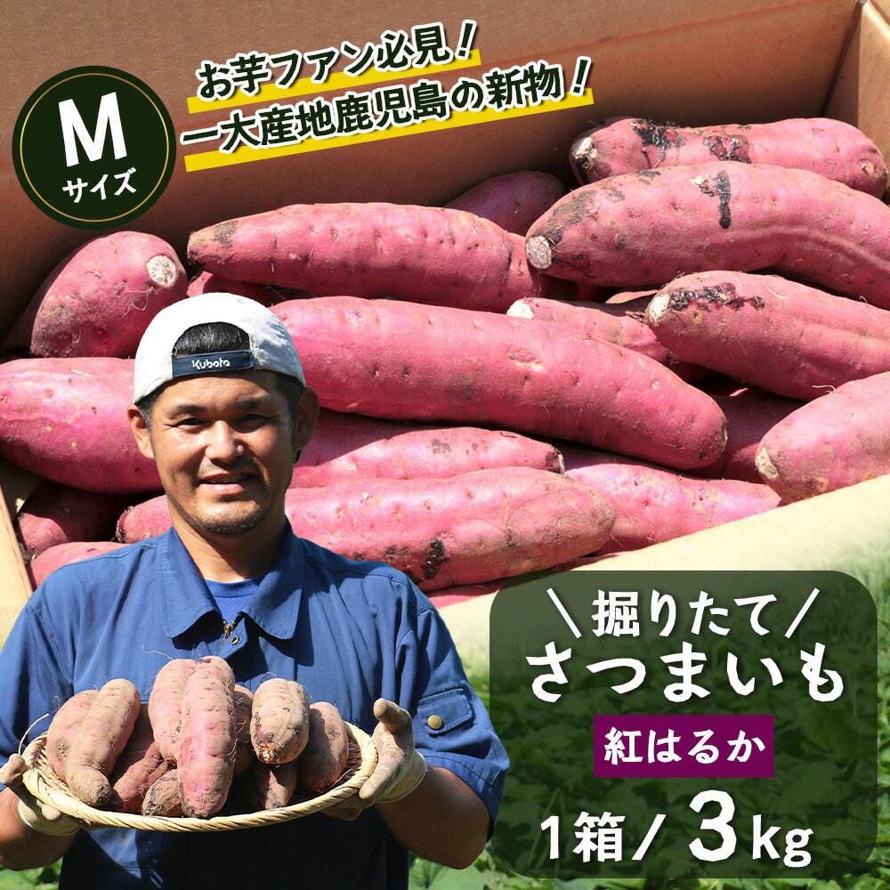【ふるさと納税】さつまいも 紅はるか 堀りたて 3kg ( 1箱 ) Mサイズ 新物 鹿児島県産 2025年12月末までに出荷