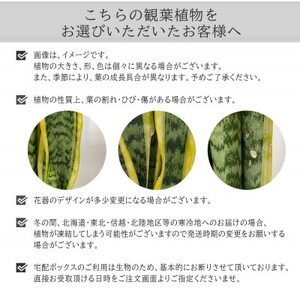 観葉植物　ミニ　サンスベリア　陶器　鉢植え【1543945】