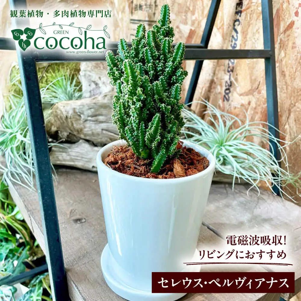 電磁波吸収サボテン 『セレウス・ペルヴィアナス(セレウスサボテン) 』 糸島市 / cocoha 観葉植物 グリーン 緑 インテリア[AWB042]