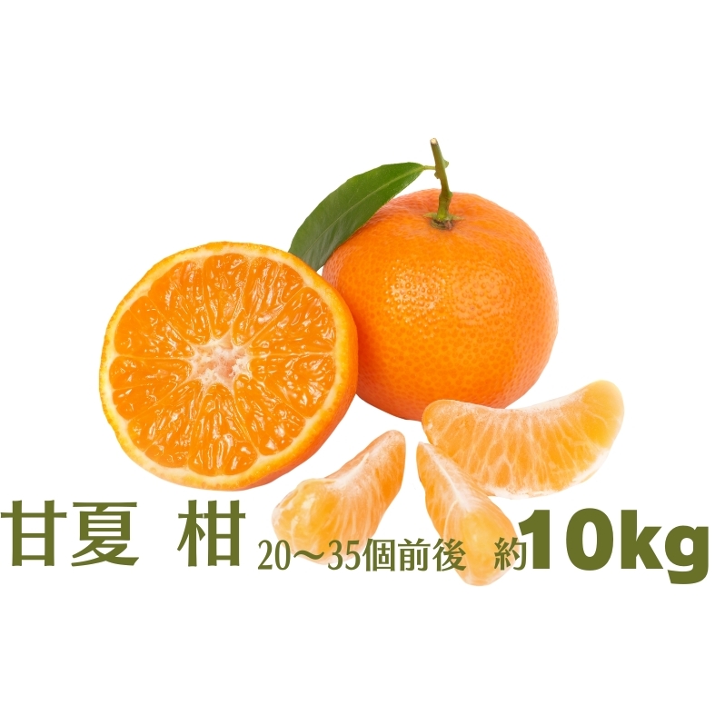 甘夏 柑 約10kg 果物類 柑橘類 フルーツ みかん 