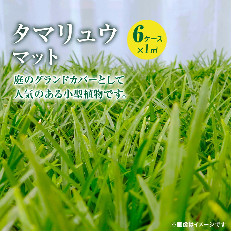 【ふるさと納税】【10月から5月に発送】タマリュウマット 芝生 芝 庭 玉竜 小型植物 良質 グラウンドカバー 花壇 花壇の縁取り 常緑多年草 お手入れ ガーデニング DIY かのや緑化協同組合 鹿児島 鹿屋市 おすすめ ランキング プレゼント ギフト