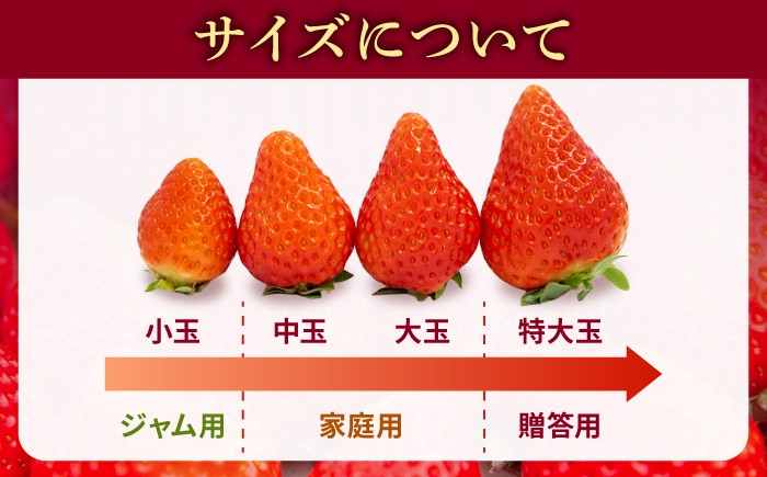  まとめ買い 人気 便利  贈り物 ギフト 食材  イチゴ 苺 フルーツ 果物