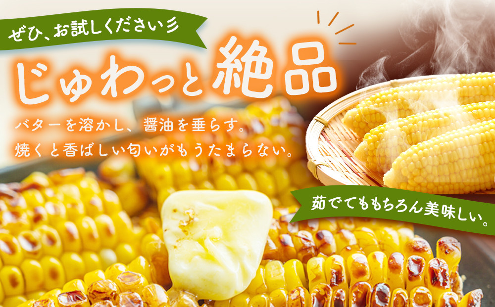 【26年先行予約】朝採り とうもろこし ゴールドラッシュ 約4kg (L～2Lサイズ×10本) (2026年8月中旬発送予定) 【 人気 北海道産 糖度 生 野菜 スイートコーン 産地直送 バーベキュ