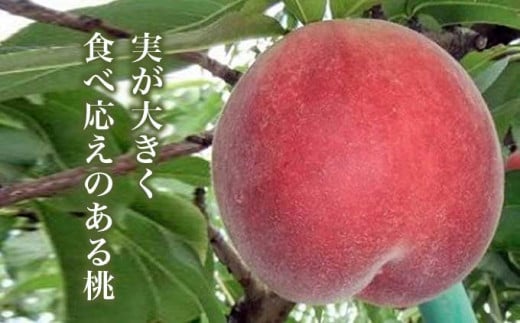 なつっこ (白桃） 約3kg 7～12玉 ［小布施屋］ 桃 白桃 もも モモ フルーツ 果物 令和8年産 【2026年8月上旬～中旬発送】