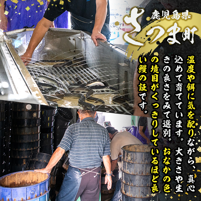 s641 【隔月・定期便3回】鹿児島県産 鰻蒲焼真空2尾セット！(計約840g・約140g×2尾×3回) 鹿児島 九州産 国産 うなぎ ウナギ 鰻 土用の丑の日 蒲焼き うな重 ひつまぶし 定期便 隔