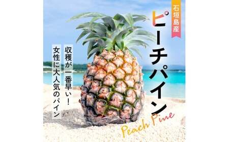 【先行予約】石垣島産 中玉ピーチパイン ６玉 合計約4.8kg《2026年5月以降発送》【 沖縄県石垣市 石垣島 フルーツ 果物 パイン 産地直送 】SI-119