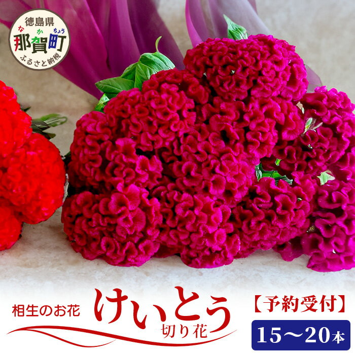 【ふるさと納税】【先行受付】徳島県 那賀町産 けいとう 15本～20本 【6月中旬～9月発送】【徳島県 那賀町 相生の花 生花 お花 花束 生け花 華道 鶏頭 ケイトウ プレゼント 贈り物 フラワーアレンジメント インテリア ドライフラワー 切り花 生産者直送 】 MN-1