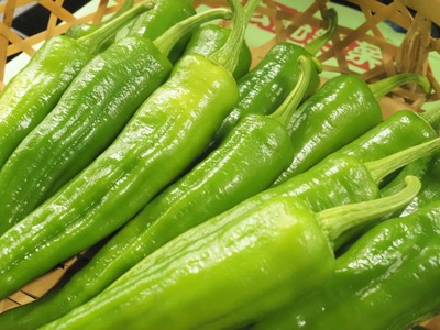 【 期間限定 9月23日まで受付 】万願寺とうがらし 1kg A品(秀品) 京野菜 とうがらし 国産 新鮮 旬野菜 旬 美味しい おいしい ブランド 京都府 期間限定 野菜 京都 万願寺唐辛子 ふるさ