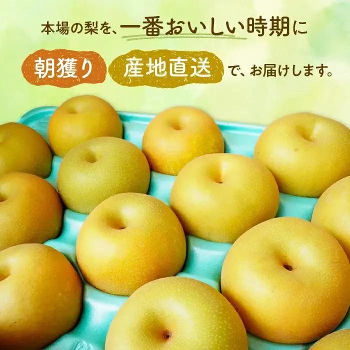 【かおり3kg】かまがやの梨