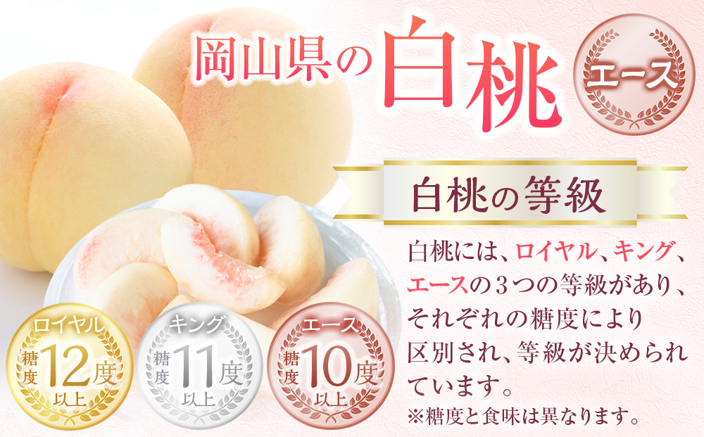 岡山県産 桃 岡山白桃 2024年 先行予約 エース 3玉×約200g 計600g Lサイズ 早生種・中生種 もも モモ フルーツ 果物 ギフト