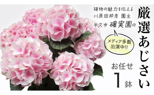 ≪先行予約≫ アジサイ 【 おまかせ 1点 】 【2027年4月上旬頃より発送開始】 植物 花 インテリア フラワー 紫陽花 お花 園芸 初夏 梅雨 ガーデニング 母の日