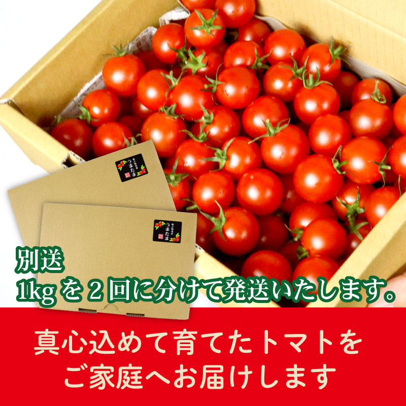 【先行予約】ミニ トマト フルーツ トマト ラブリーさくら うまたま 1kg × 2回発送 計 2kg トマト みにとまと 甘み 夏 新鮮 野菜 完熟 サラダ パスタ トマトソース トマトスープ トマ