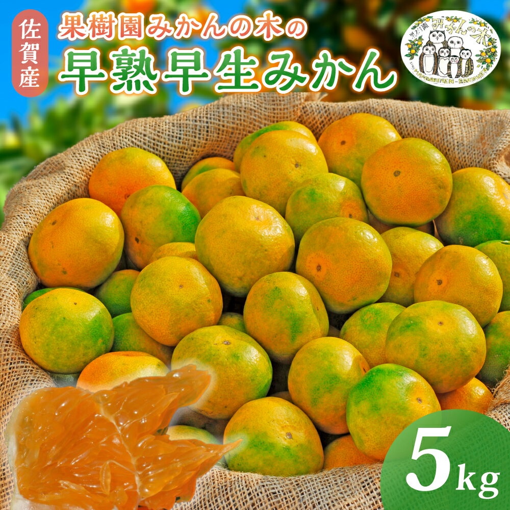 【先行発売】【ふるさと納税】L-8 果樹園みかんの木の早熟早生みかん 5kg みかん ミカン 蜜柑 温州みかん 完熟みかん 甘熟 柑橘 極早生 早生 有機栽培 国産 佐賀県産 太良町 こだわり 贈答品 産地直送 詰め合わせ