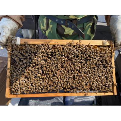 ふるさと納税 伊仙町 天然徳之島産はちみつ「センチュリーハニー」180g×2個 |  | 02