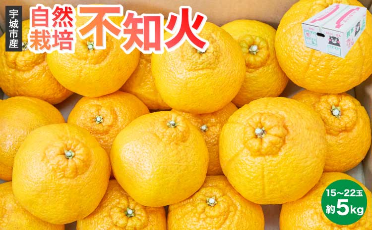 先行予約  熊本大見柑 (不知火) 自然栽培不知火 約5kg（15～22玉） 【2027年3月上旬から2027年4月中旬発送予定】 みかん 蜜柑 柑橘 国産 九州 柑橘 果物 フルーツ 宇城市産 【株式会社la Nui.】