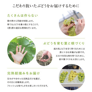 【先行予約】 輝らり果樹園の富士の輝（ふじのかがやき） 1房 約800g ｜愛媛・西条産の希少大粒ぶどう ｜ 2025年9月発送 ｜ 愛媛 西条産 秋ぶどう 朝採れ 農家直送