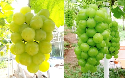 【無加温栽培】岡山県産桃太郎ぶどう2房入り（1房480ｇ以上）【2026年9月上旬～10月下旬 発送予定】【ぶどう 葡萄 人気フルーツ 岡山フルーツ おすすめフルーツ 岡山県 倉敷市】