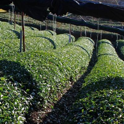 ふるさと納税 宇治市 京都人の日常のお茶 京番茶1.4kg(700g×2) |  | 03