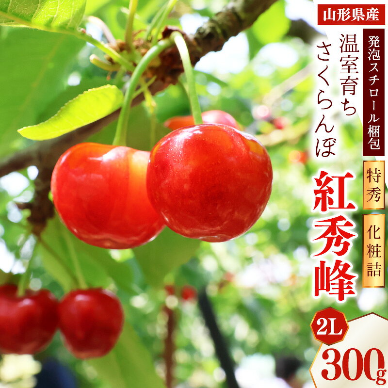 【ふるさと納税】《先行予約》令和8年産 温室育ち さくらんぼ 紅秀峰 2L 特秀品 300g 化粧詰（発泡スチロール梱包）山形県産 【2026年4月下旬頃〜5月中旬頃発送予定】 ※配送不可 沖縄・離島 2026年産 令和8年 温室栽培 加温 ハウス 早い 贈答 プレゼント フルーツ