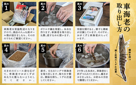 【先行予約】12月4日(木)発送希望 活き 車海老 (400g) 【期間限定】年内発送 常温 活きたまま 宇検村産 車えび 魚介 エビ 海鮮 刺身 人気 くるまえび 奄美大島 宇検村 鹿児島