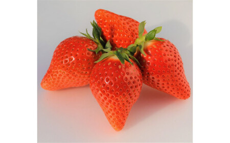 【2026年 先行予約】いちご 2品種食べ比べセット 計800g 農林水産大臣賞受賞農園 贈答用 | いちご いちご いちご いちご いちご