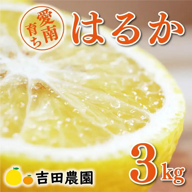 【先行予約】 はるか 3kg みかん 柑橘 愛媛 愛南 吉田農園