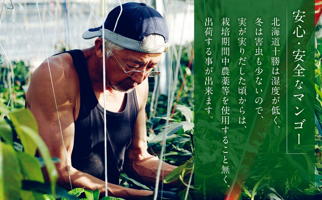 おとふけ産マンゴー「白銀の太陽」3Lサイズ×2玉