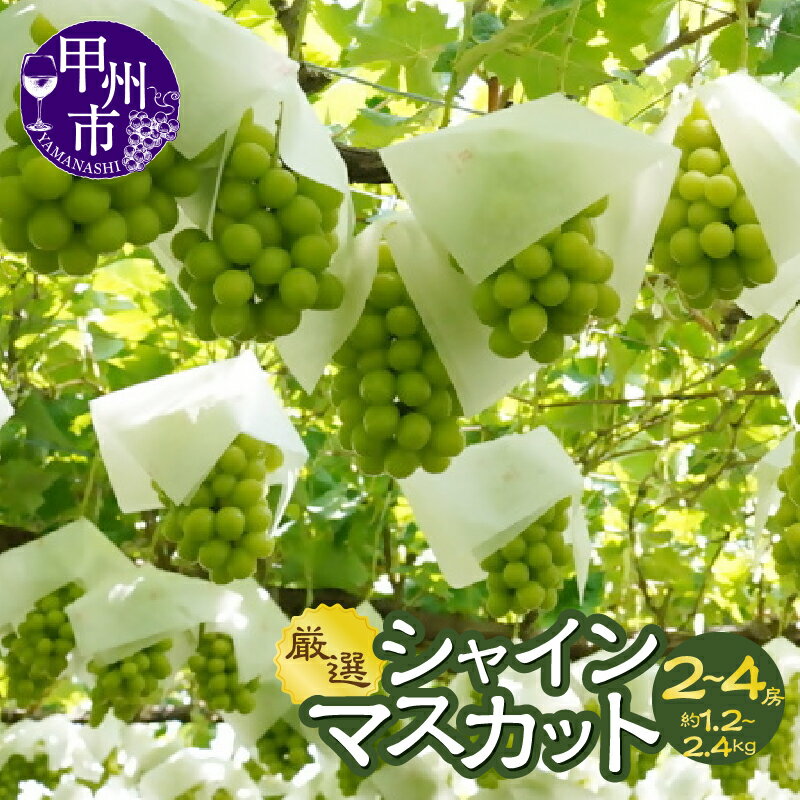 【ふるさと納税】 シャインマスカット 2026年発送 選べる 内容量 約1.2kg 約2.4kg 2〜4房 果物 甲州市産 厳選 産地直送 期間限定 9月 10月 発送 フルーツ ぶどう 甘い くだもの 人気 マスカット オリジナルBOX 贈答 ギフト 冷蔵 クール 山梨県 甲州市 社員マスカット （ACP）