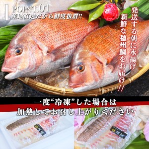朝締め穂州鯛　サク2人前（3月配送）