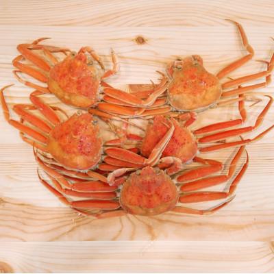 ふるさと納税 射水市 【富山県新湊産】ボイル香箱がに4〜6尾(計約700g)