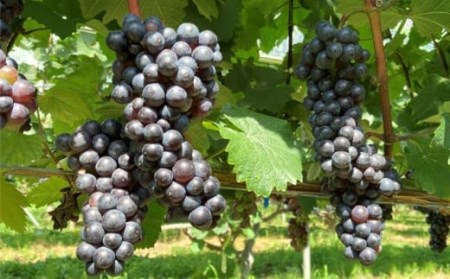 大迫佐藤葡萄園 ツヴァイゲルト2本セット（赤・ロゼ・干しぶどう）【1395】