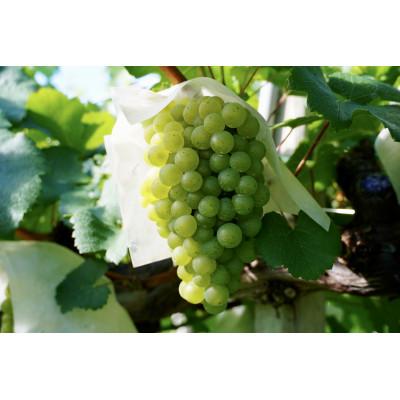 ふるさと納税 大月市 【山梨ワイン】蔵元直送「OLIFANT甲州瓶内二次発酵スパークリング750ml×2本セット」 |  | 02