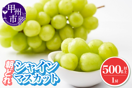 朝どれ シャインマスカット 500g以上 1房 農家直送【2026年発送】（IS）A08-465 シャインマスカット フルーツ