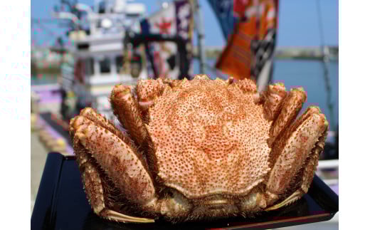 オホーツク産 大 毛ガニ 冷凍 570ｇ かに 蟹ミソ かにみそ 焼きがに かに鍋 北海道 ふるさと納税 雄武 雄武町【12402】