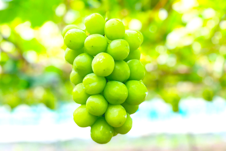 B-629 大粒大房 シャインマスカット 1房（700g程度）【シャインマスカット 大粒 ぶどう 2025 先行予約 ブドウ 葡萄 しゃいんますかっと マスカット 果物 くだもの フルーツ 大房 期間