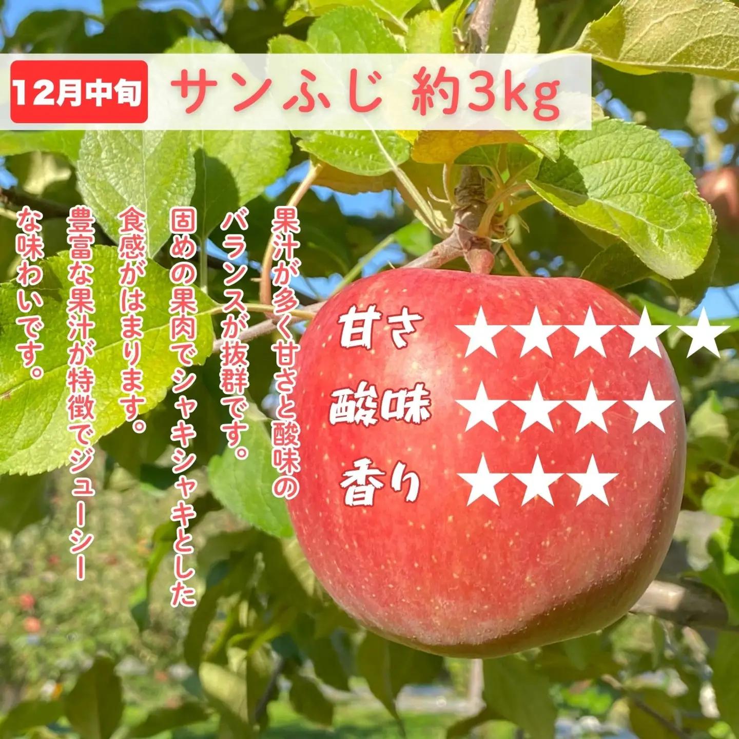【先行予約│2026年発送 定期便 全4回】旬のりんご定期便 （At-029）