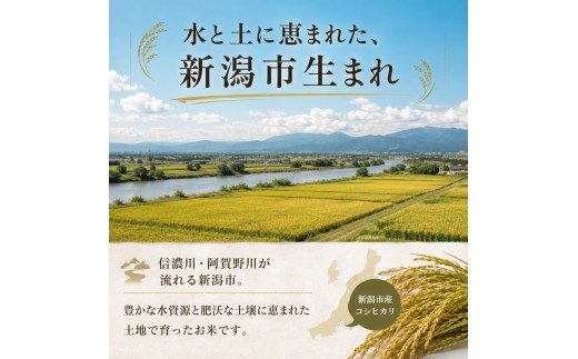 【先行予約】令和8年産 新潟県産 新之助 5kg 米 精米 白米 こめ コメ お米 おこめ 新潟 新潟県