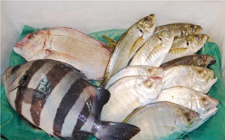 定期便 3ヶ月 魚 旬のおまかせ 鮮魚 セット 3～4人前(2～3魚種) 厳選 とれたて 海鮮 魚介類 お魚 長井水産 季節 詰め合わせ 海鮮セット おまかせ 人気 お取り寄せ 新鮮 旬 産地直送