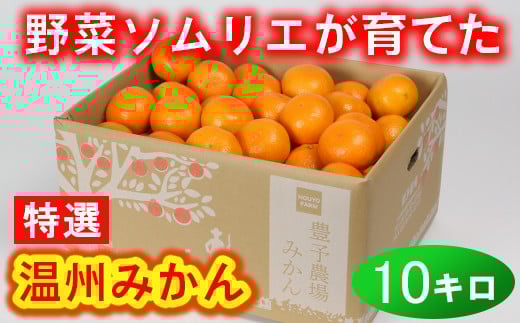 【12月21日決済分まで年内発送】野菜ソムリエ石児さんの「特選 温州みかん 10kg」 ミカン みかん 蜜柑 柑橘 10kg 柑橘類 甘い 温州みかん フルーツ 年内配送 年内発送 12月発送 12月配送 12月 ＜103-007＞