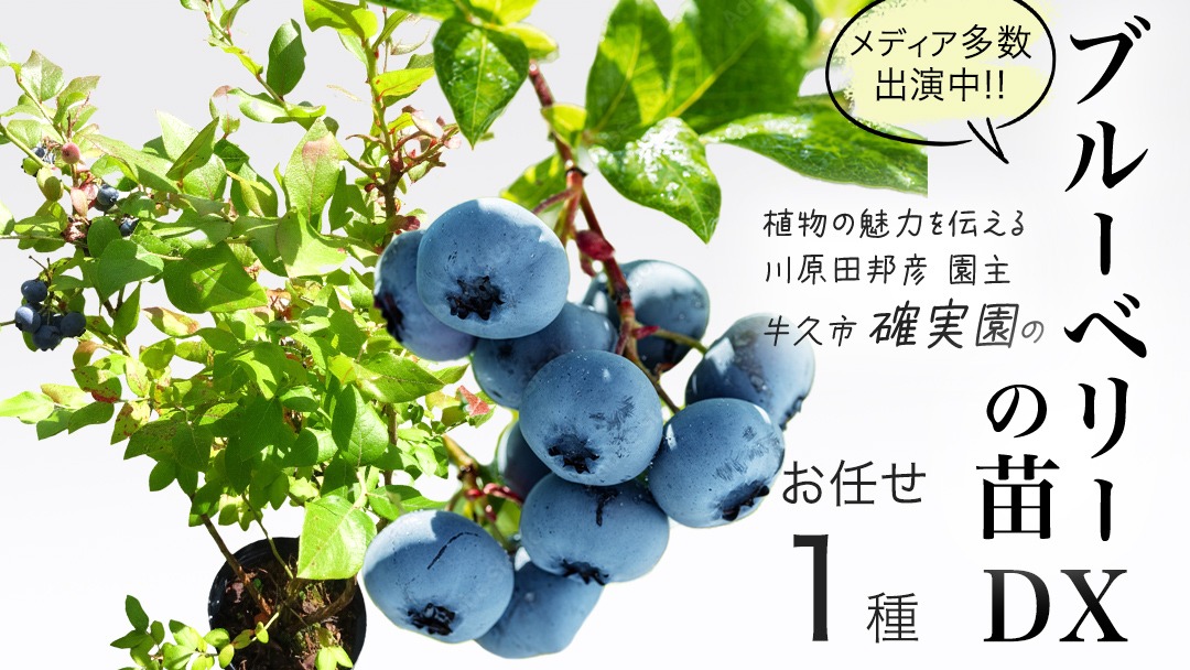 ブルーベリー の 苗 DX 1品種 （品種おまかせ） ラビットアイ系 ハイブッシュ系サザン サザンハイブッシュ系 苗 庭木 果樹 ガーデニング [BG014us]