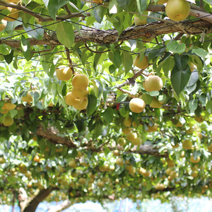 【長野県産】シャリっと瑞々しい梨(幸水または豊水)約5kg 秀品＜8月下旬から順次発送予定＞