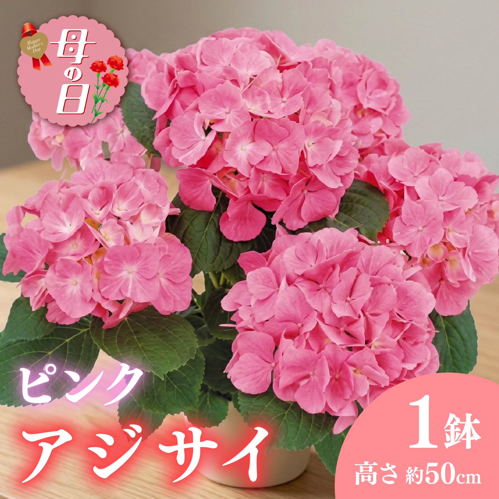 【ふるさと納税】 【先行予約】 母の日に！ アジサイ 鉢植え ピンク 系 5号 花 母の日 2026年5月から順次発送 オンライン決済限定 静岡県 藤枝市