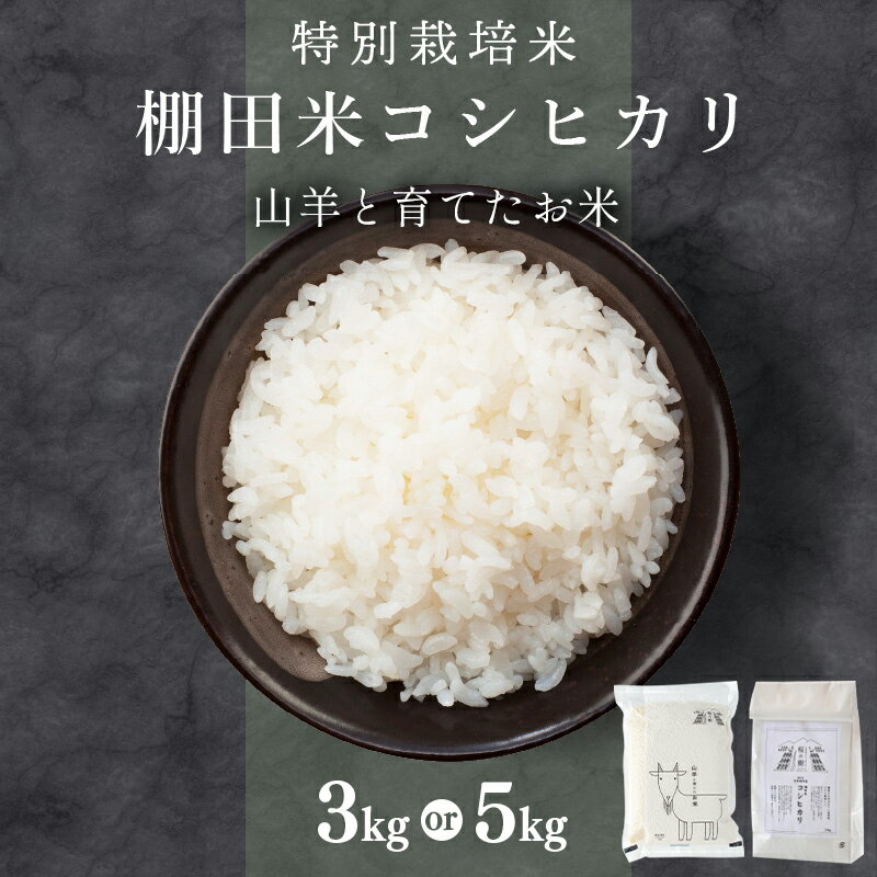 【ふるさと納税】★順次発送 令和7年産 ★ 福井県産 特別栽培米 『コシヒカリ』5kg / 3kg (単一原料米) ＜数量限定＞【山羊と育てた 福井のおいしいお米 お米 米 コメ 白米 精米 棚田米 ごはん ご飯 国産 北陸産 ブランド米 5kg 5キロ NEW 新規】
