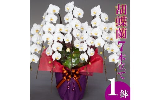 
                  父の日 花 ギフト 人気 胡蝶蘭 7本立て 白 7本 ラッピング 鉢花 洋蘭 洋ラン 冠婚葬祭 蘭 らん 新築祝い 母の日 おしゃれ 豪華 華 華やか 記念日 敬老 誕生日 プレゼント お祝い 贈答 贈り物 開店祝い 開業祝い こちょうらん はな  須崎洋蘭園 SY009-all
                